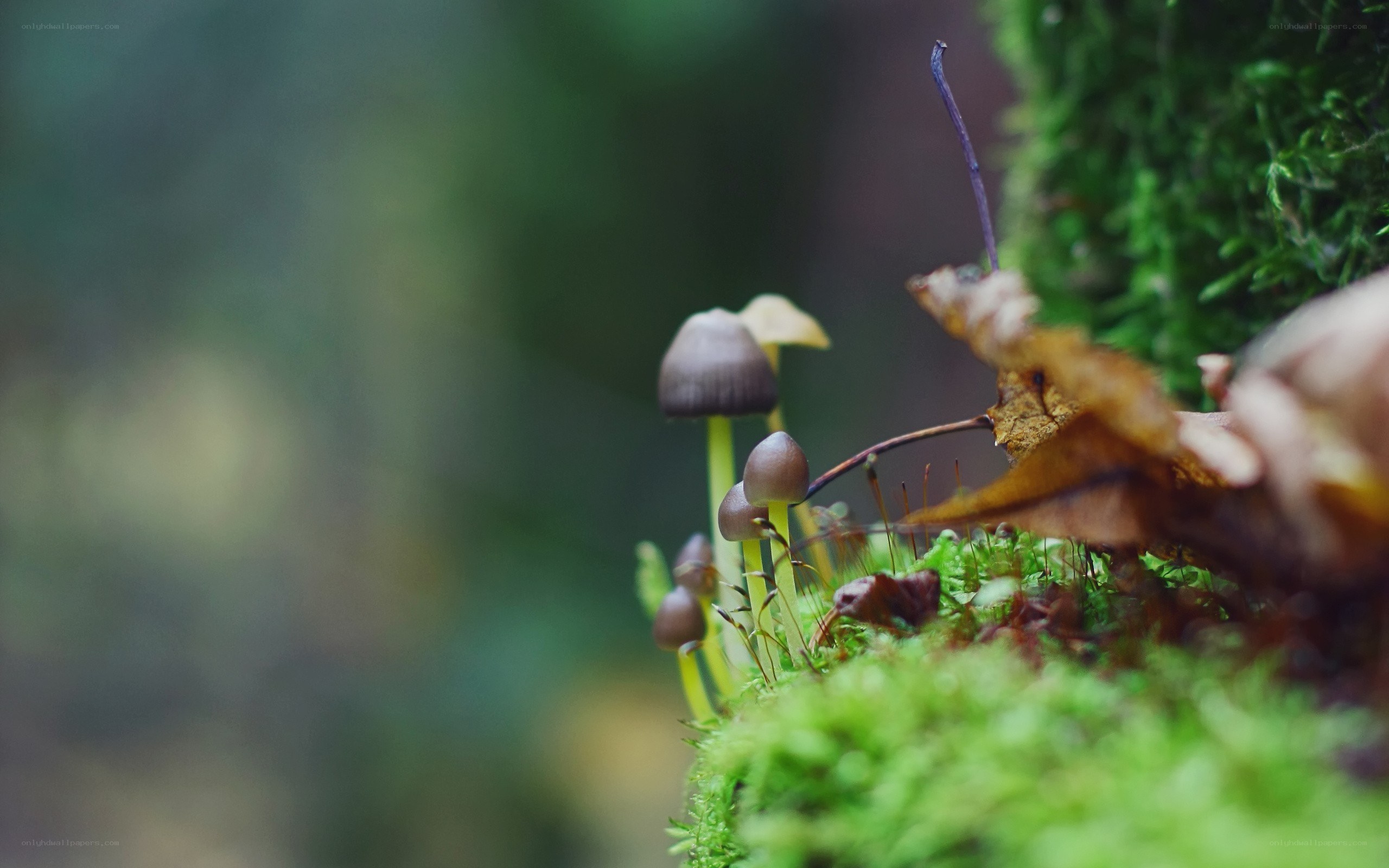 Mushrooms growing on moss