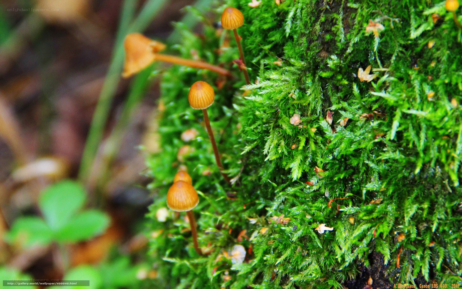 Mushrooms growing on moss