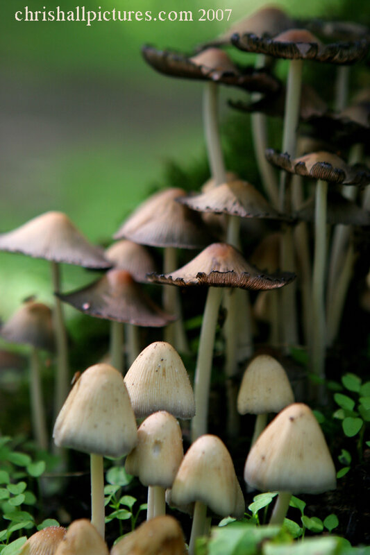 Mushrooms in a forest