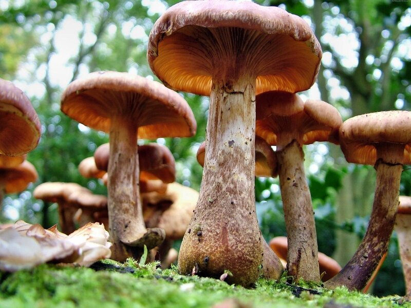Mushrooms in a forest