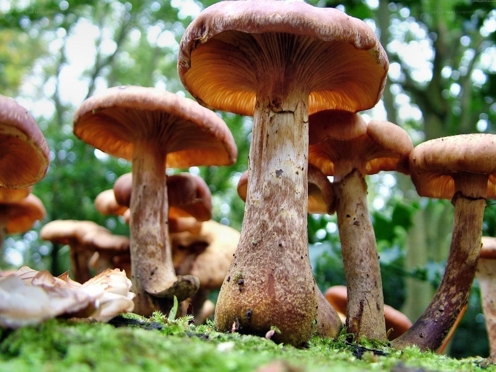Mushrooms in a forest