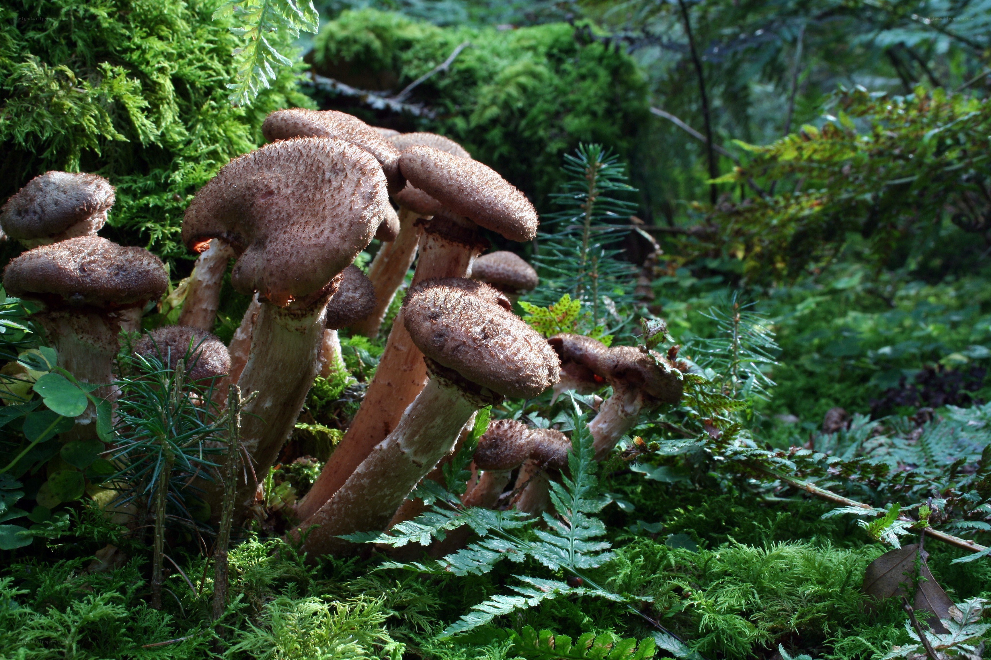 Mushrooms in a forest