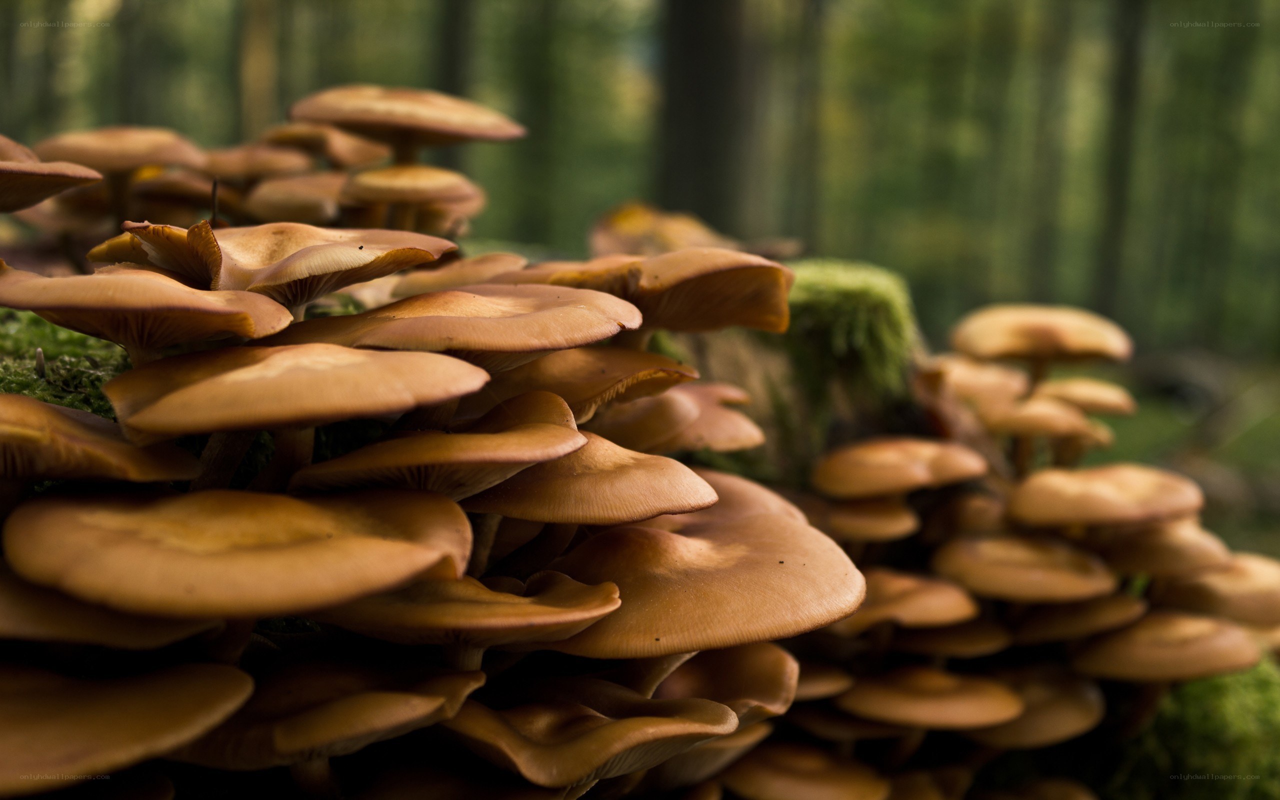 Mushrooms in a forest