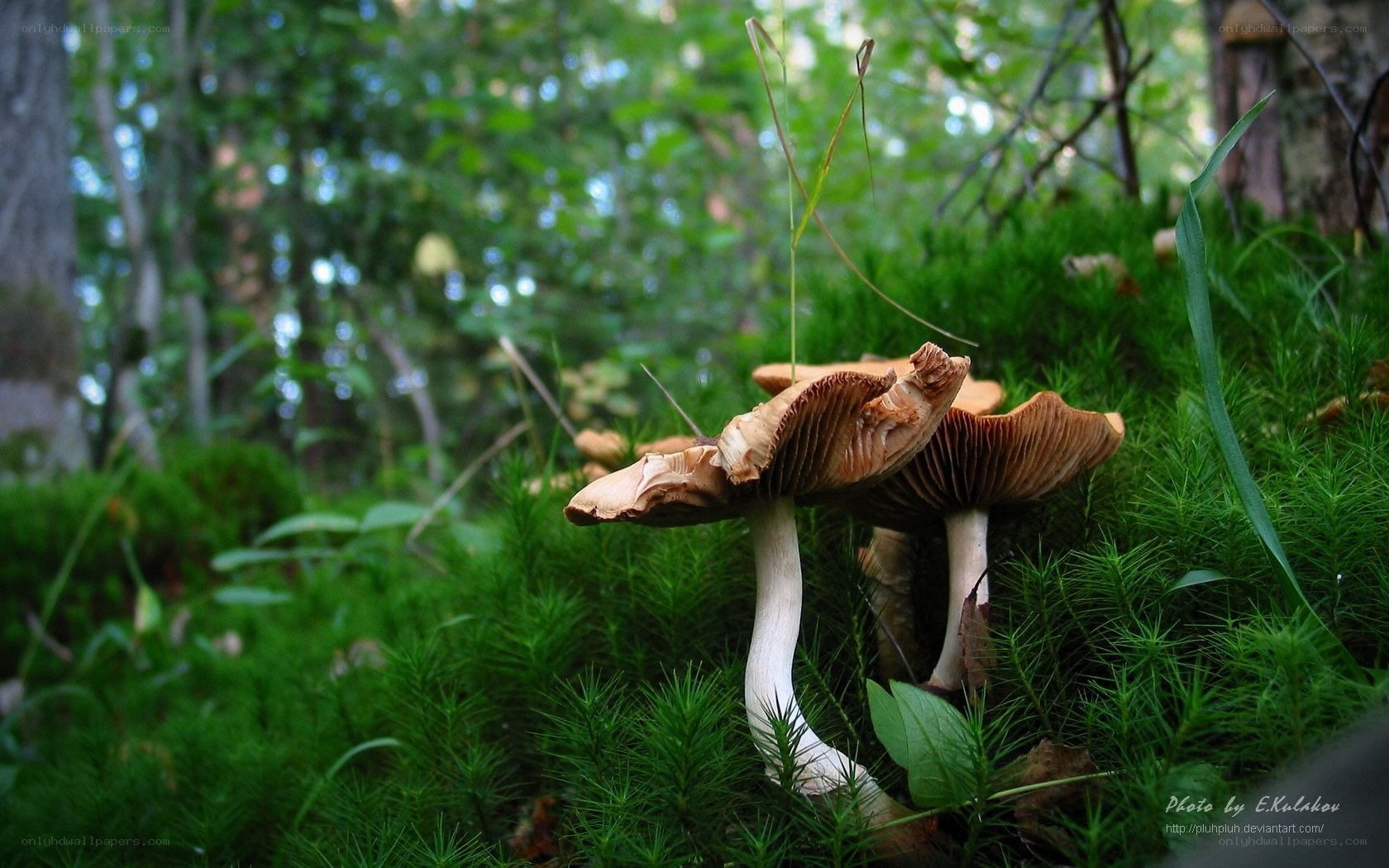 Mushrooms in a forest