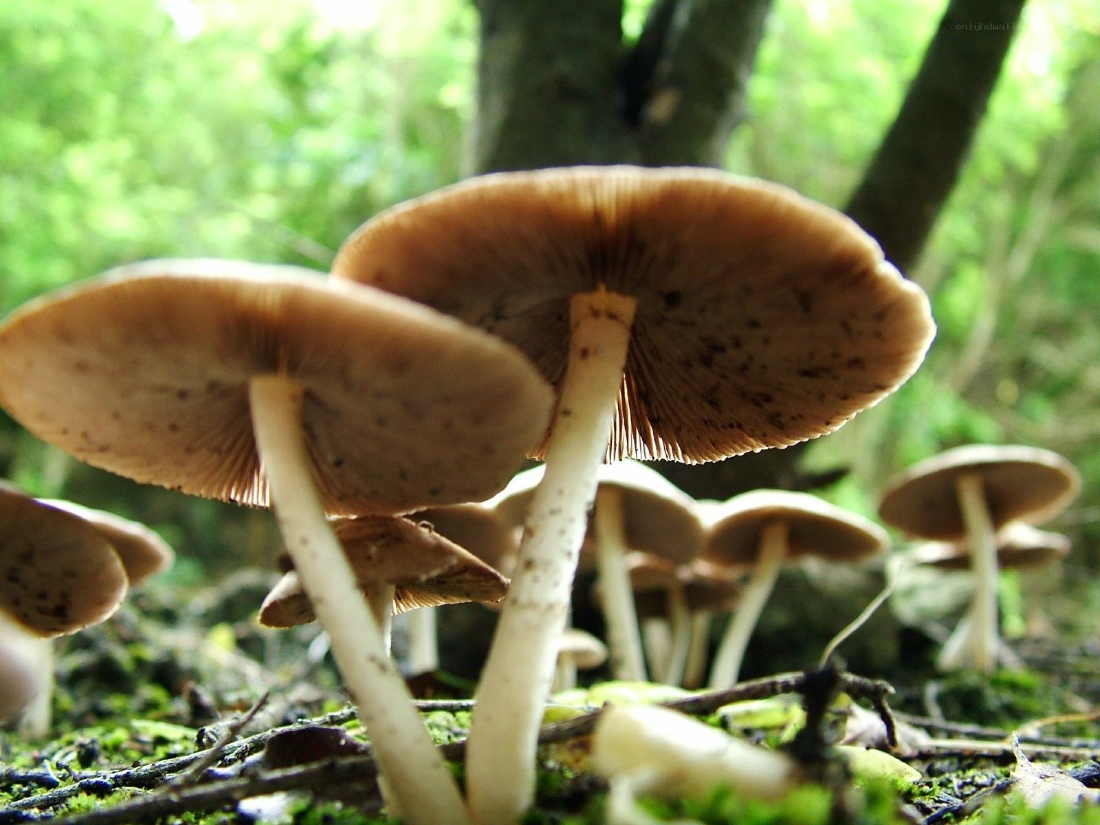 Mushrooms in a forest