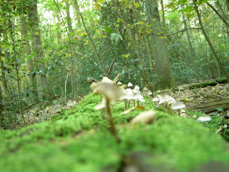 Mushrooms in a forest