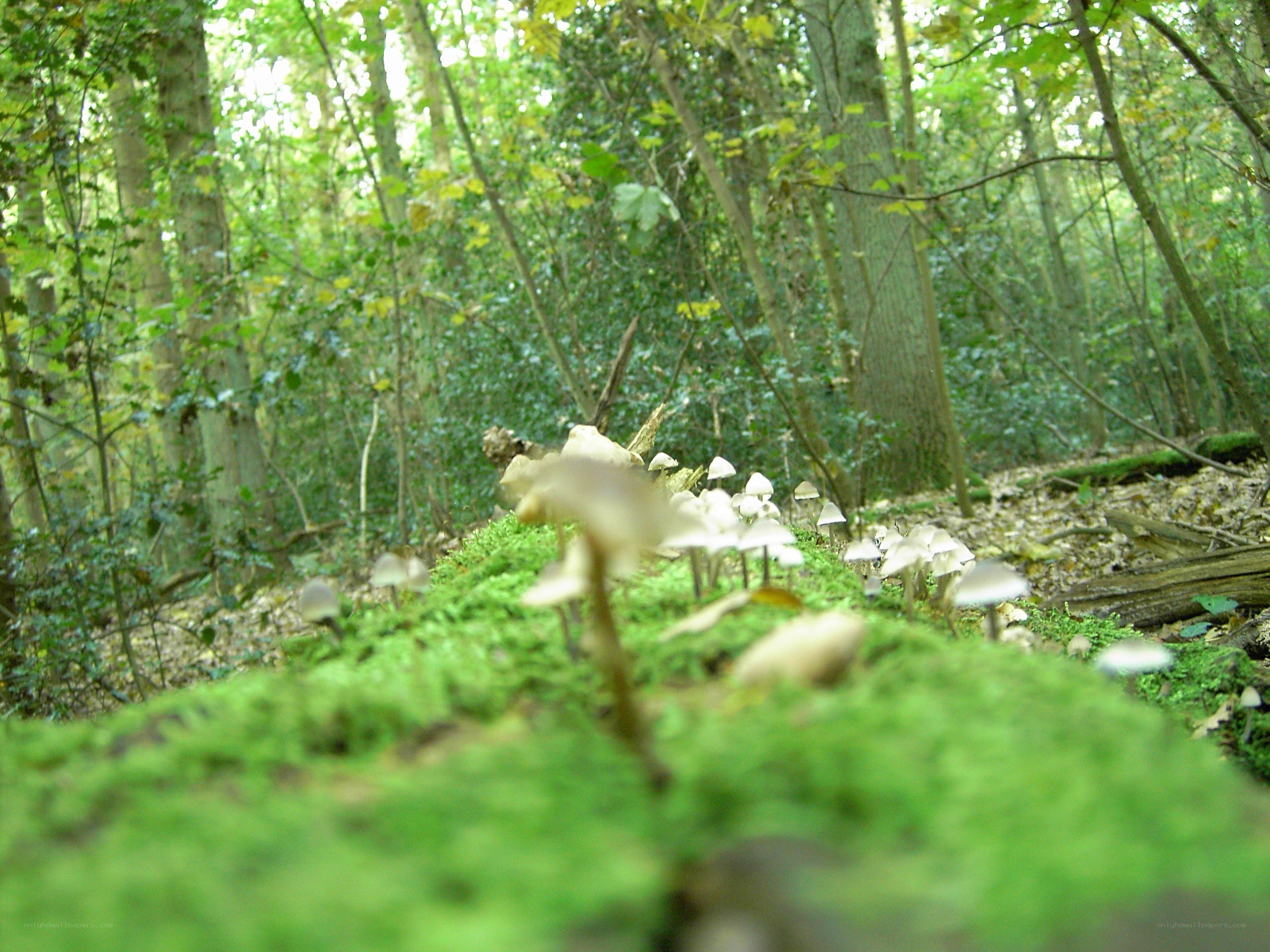 Mushrooms in a forest