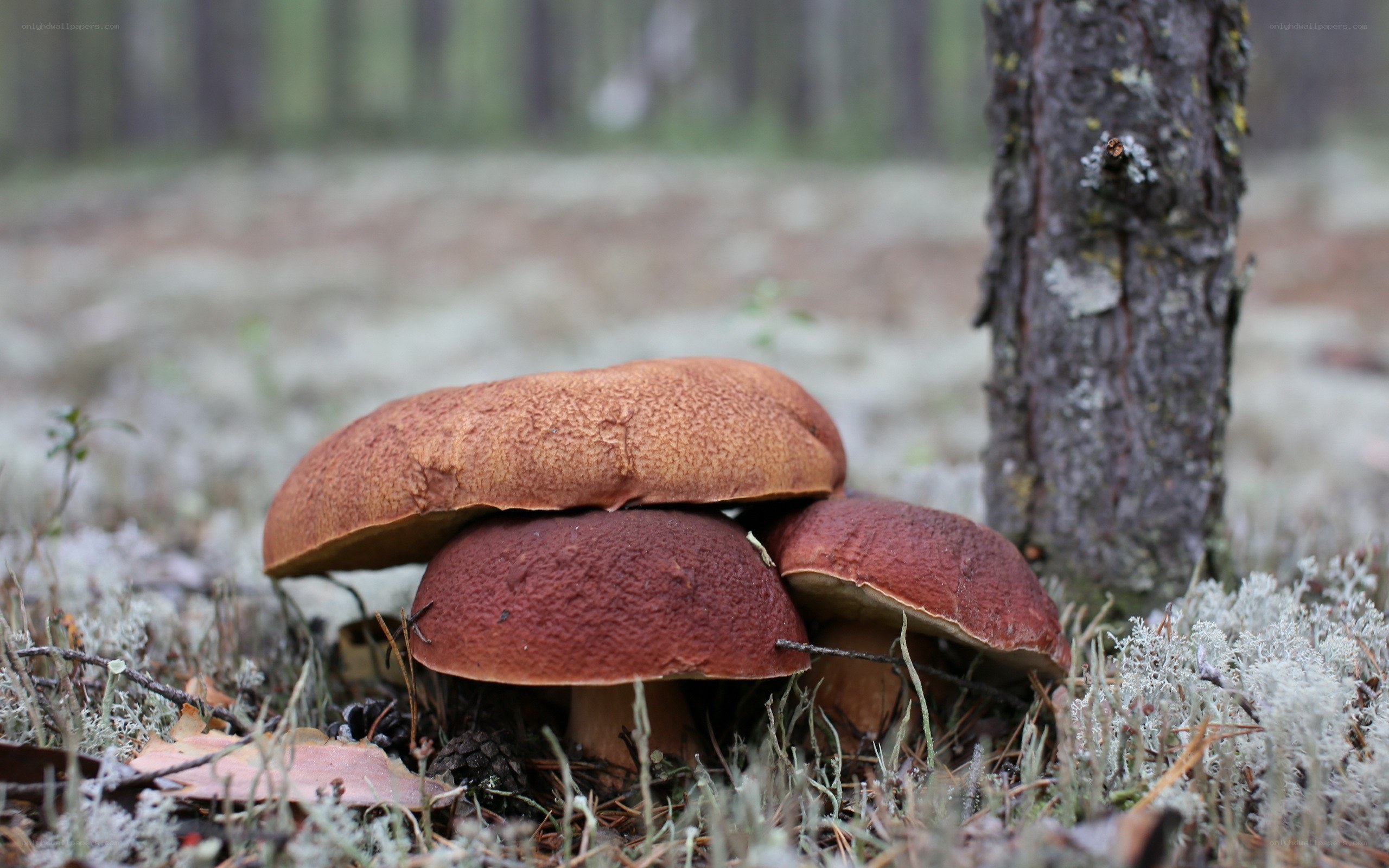 mushrooms in a forest