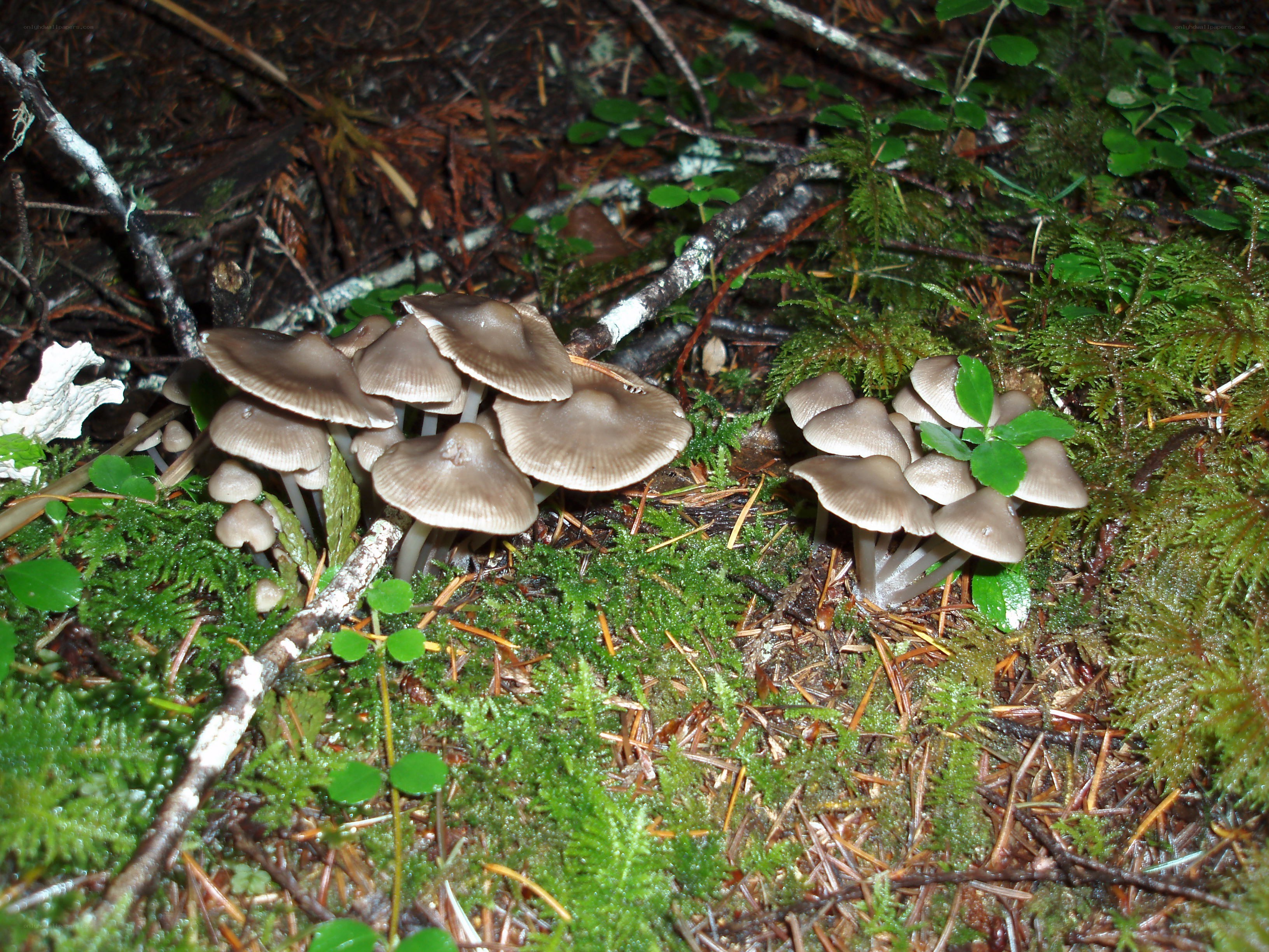 mushrooms in a forest