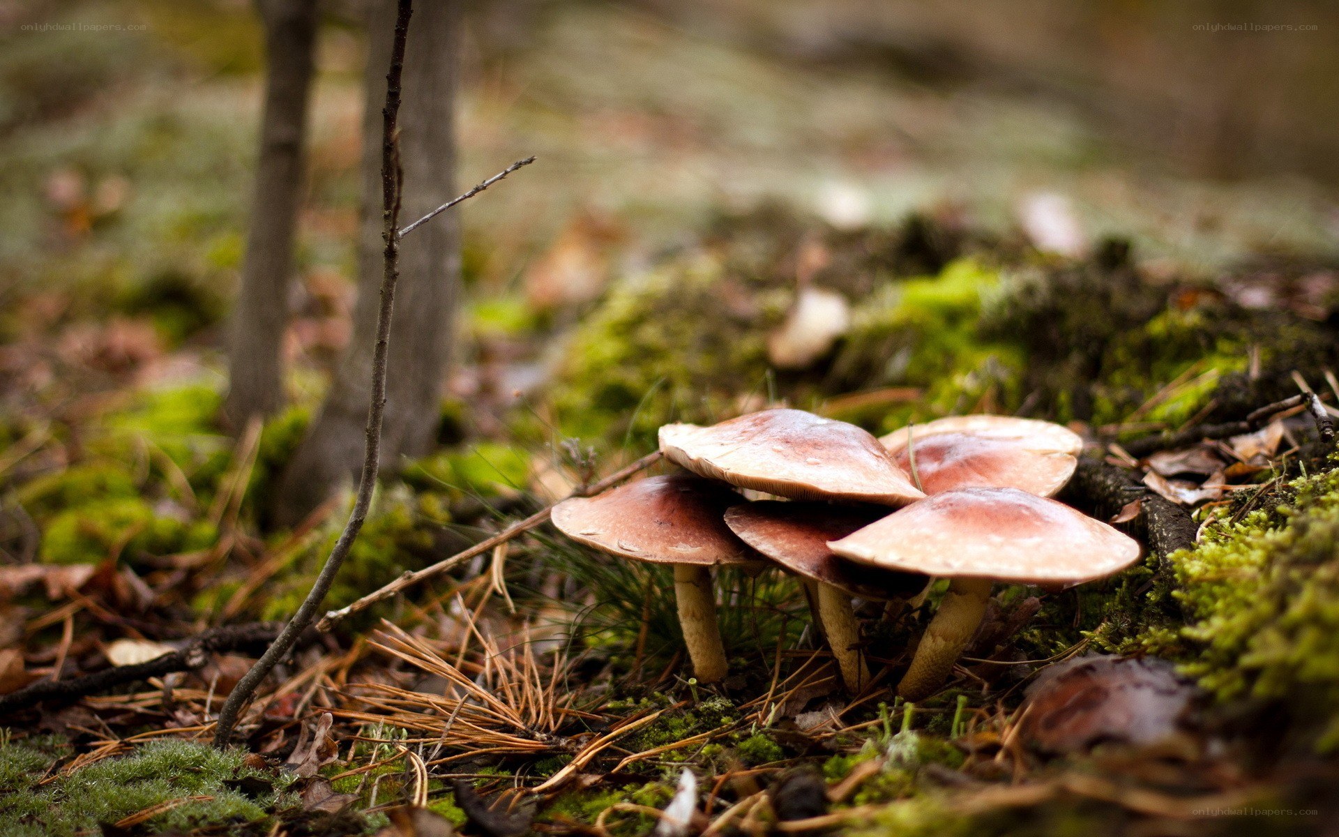 mushrooms in a forest