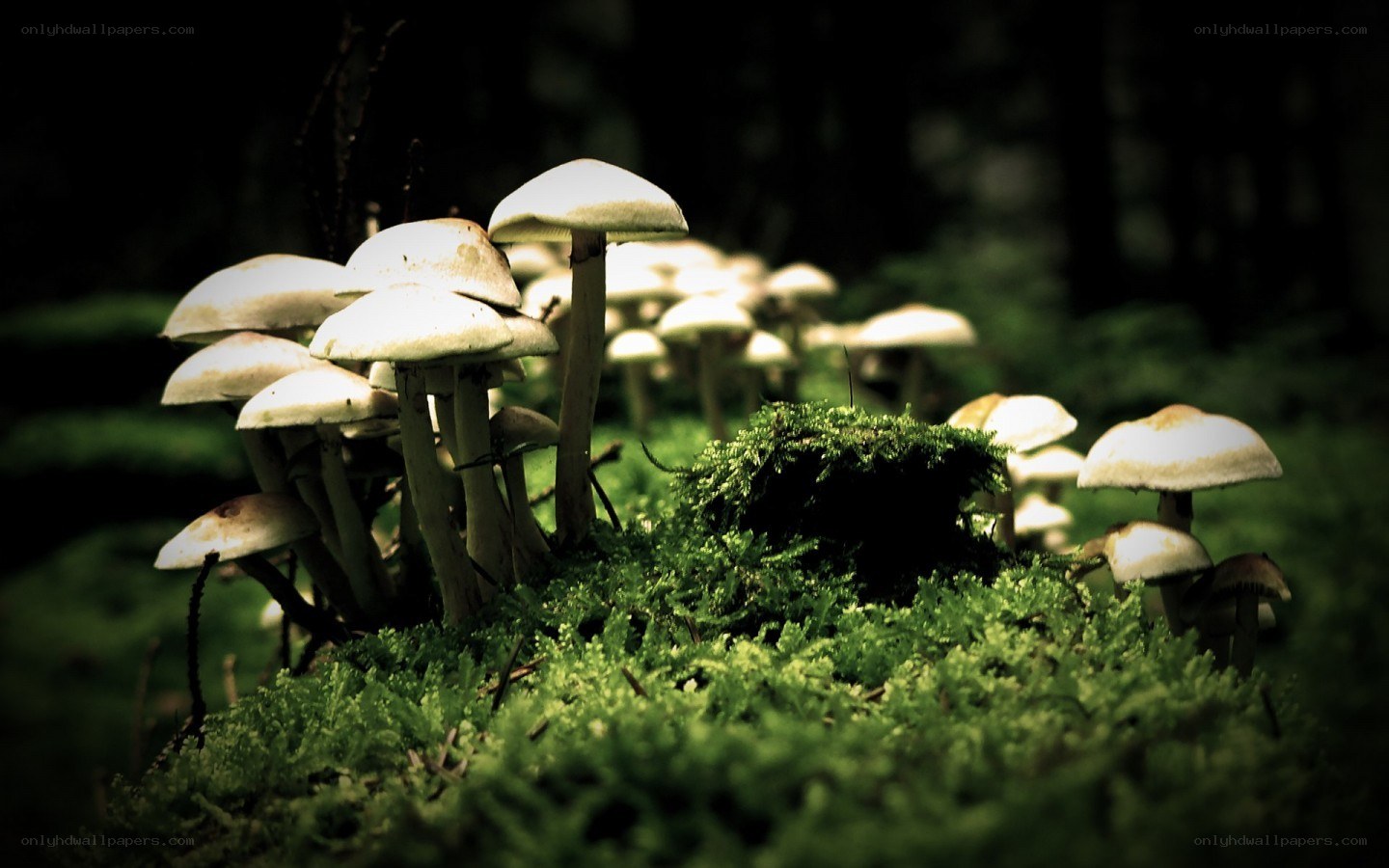 Mushrooms in a forest