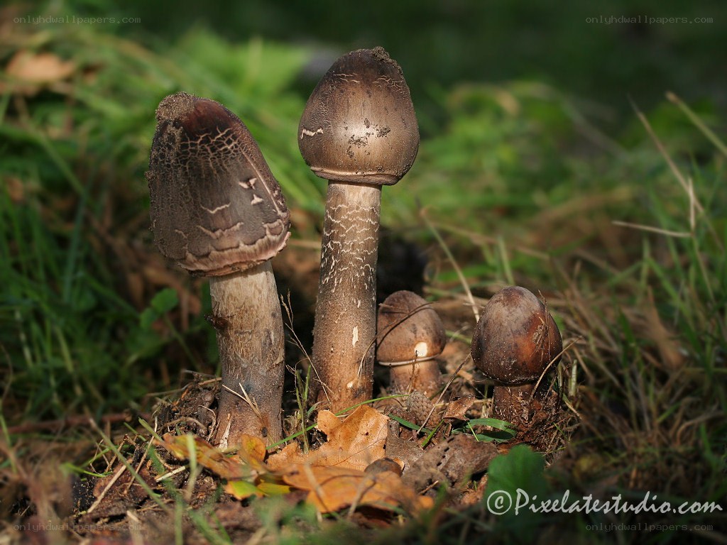 mushrooms in a forest