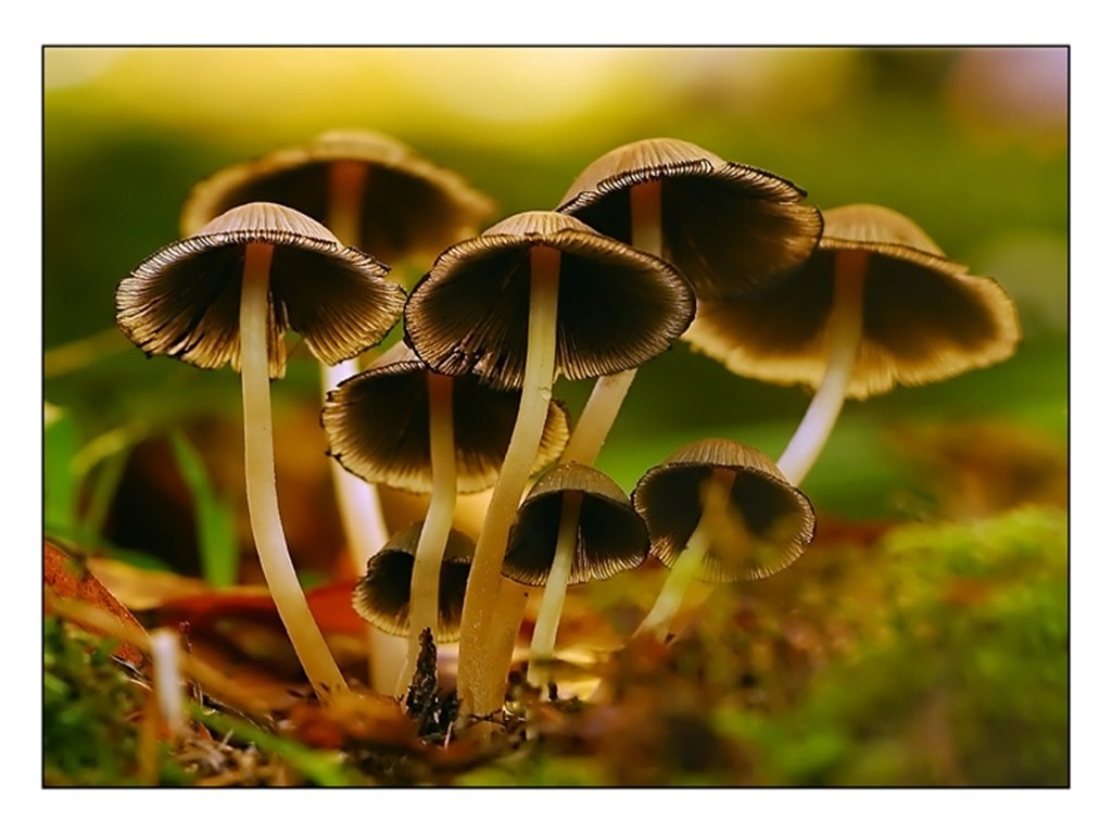 mushrooms in a forest