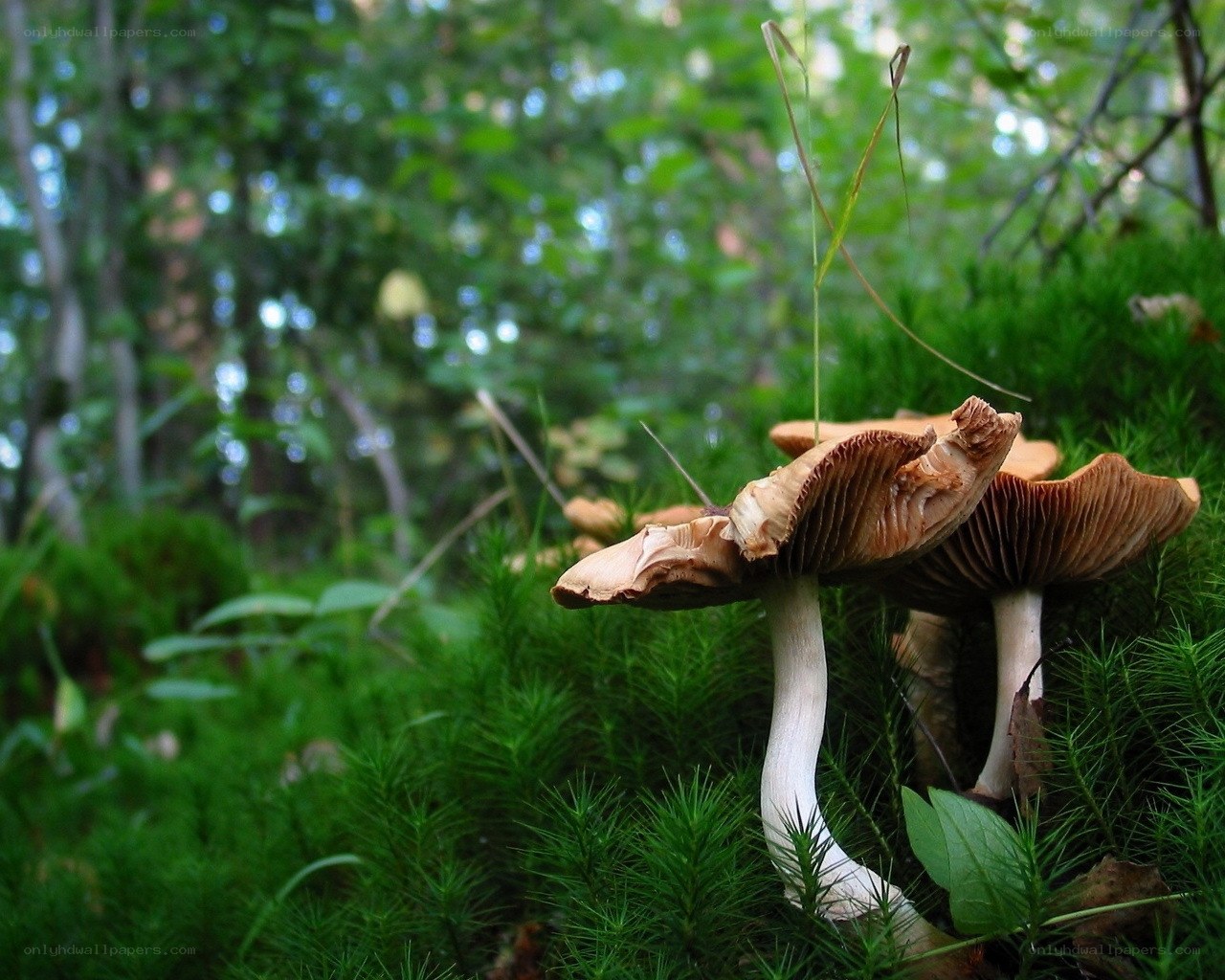 Mushrooms in a forest