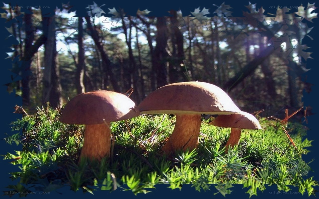 Mushrooms in a forest