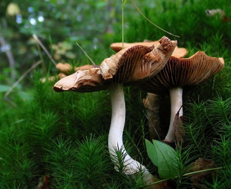 mushrooms in a forest