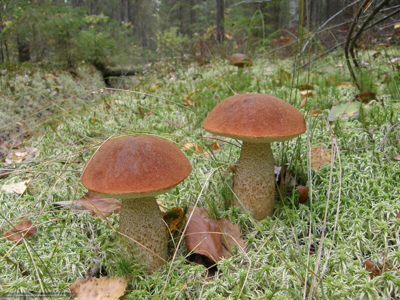 Mushrooms in a forest