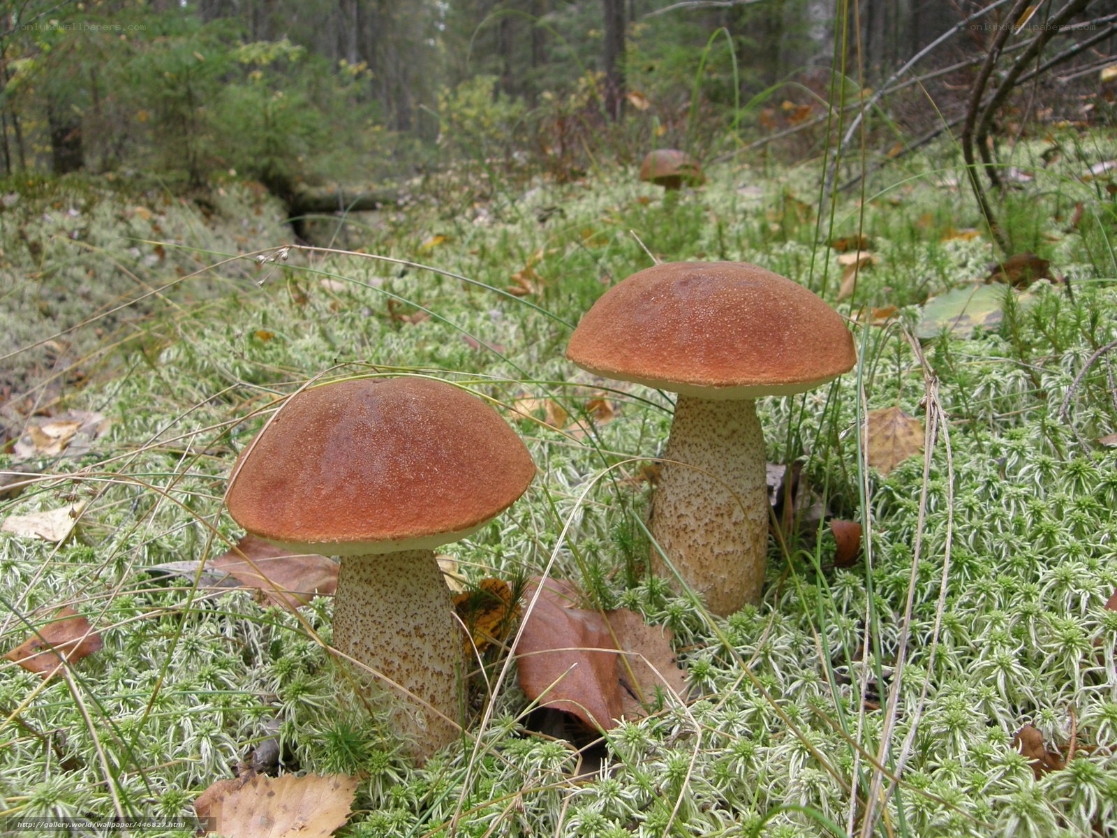 Mushrooms in a forest