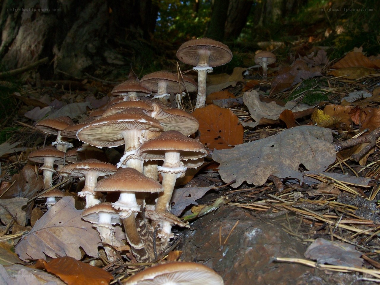 mushrooms in a forest