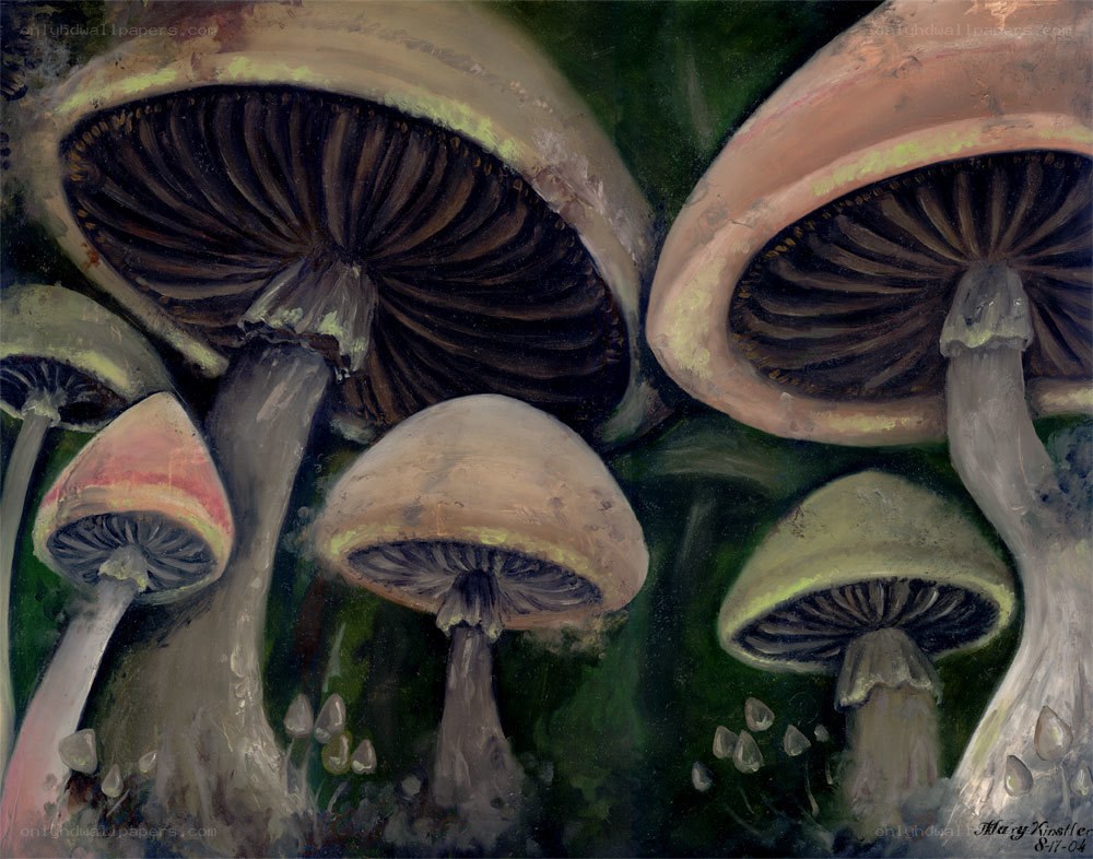 Mushrooms in a forest