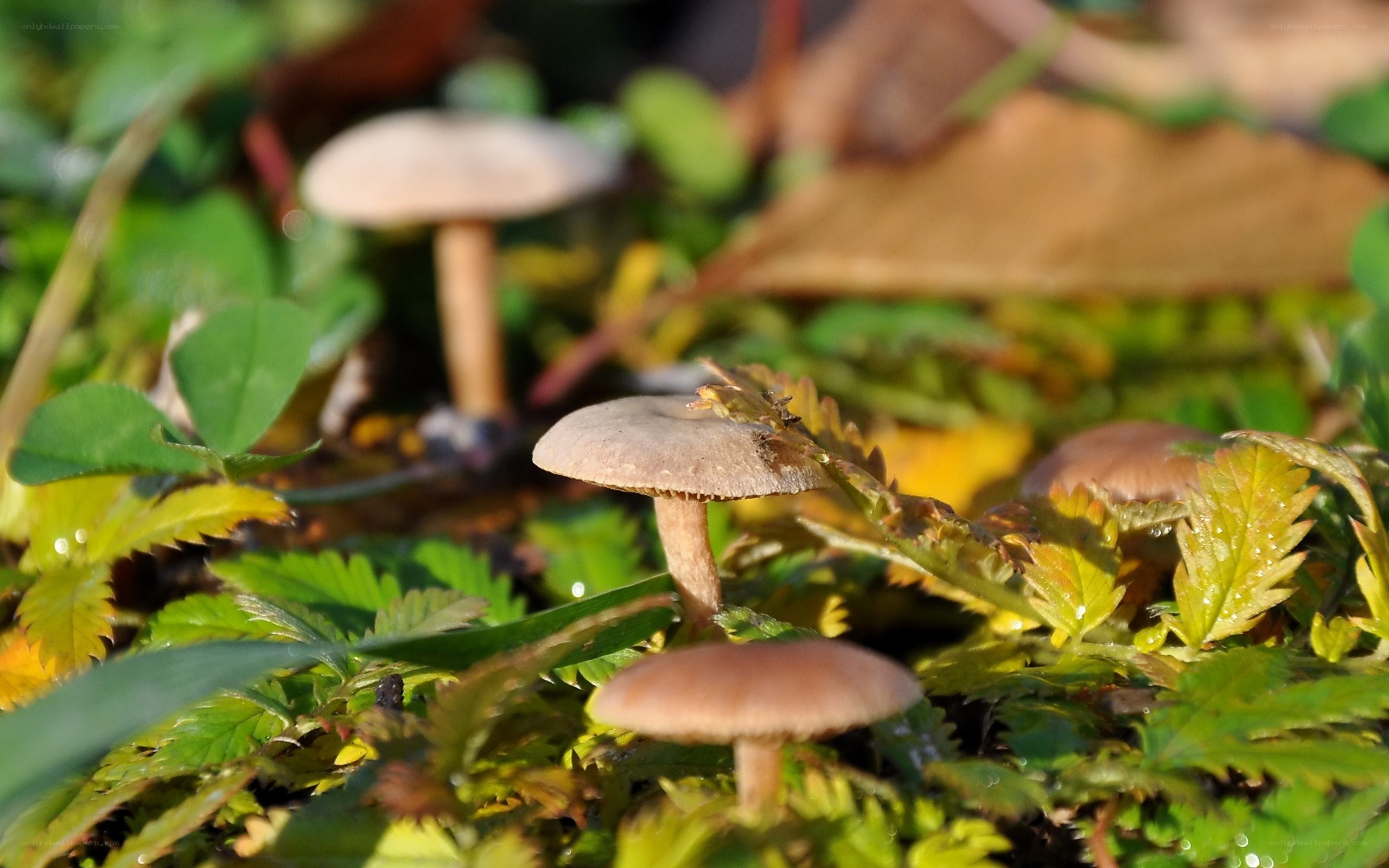 Mushrooms in a forest clearing
