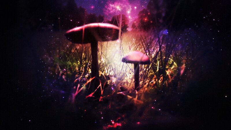 Mushrooms in a Forest — Purple