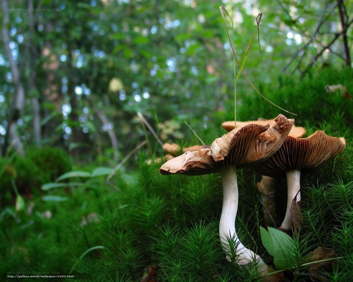 Mushrooms in a forest