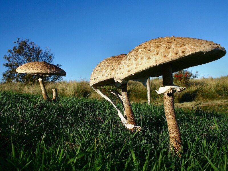 Mushrooms in a grassy field