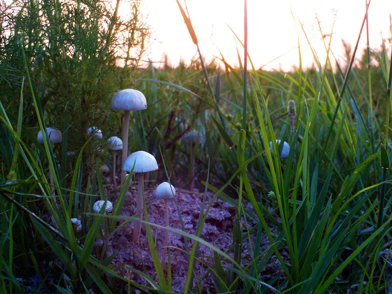 Mushrooms in a grassy field