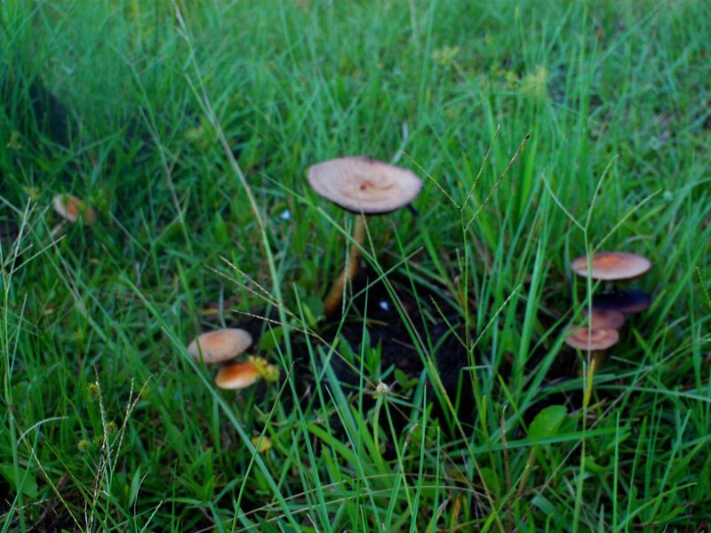 mushrooms in a grassy field