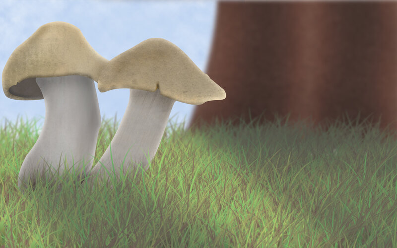mushrooms in a grassy field