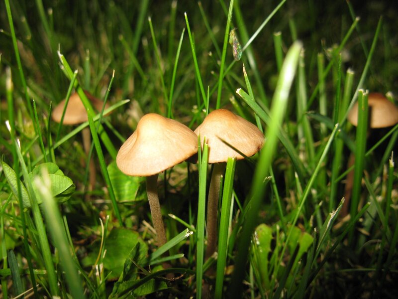 Mushrooms in a grassy field