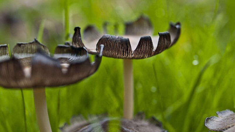 Mushrooms in a grassy field