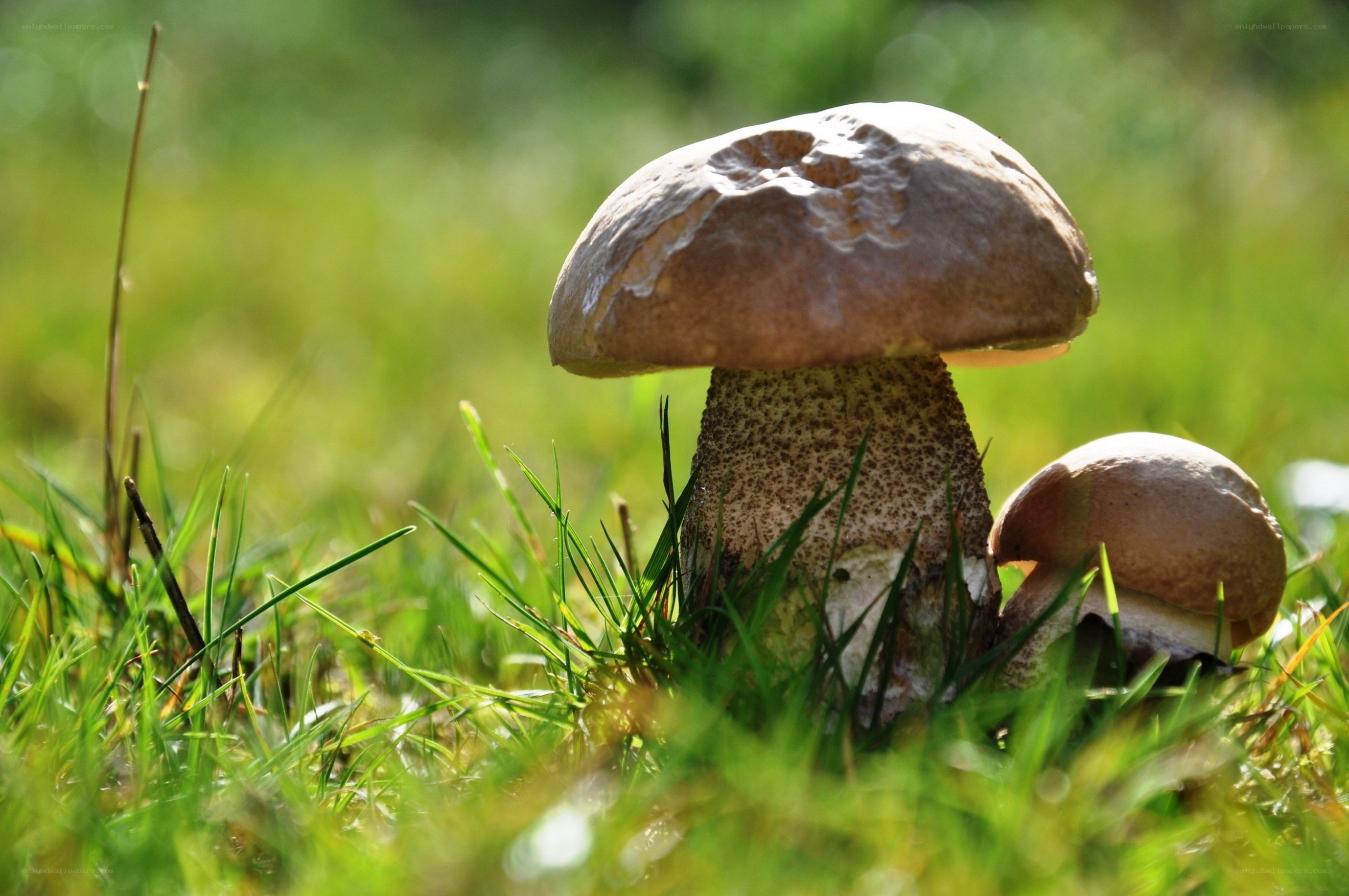 Mushrooms in a grassy field