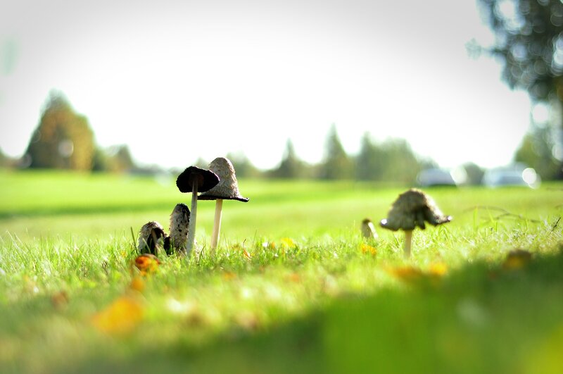 Mushrooms in a grassy field