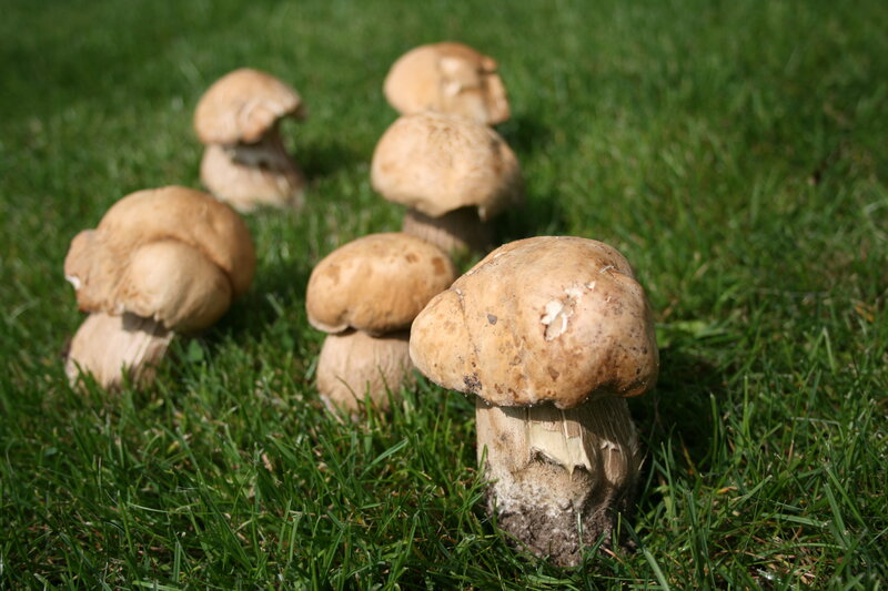 mushrooms in a grassy field