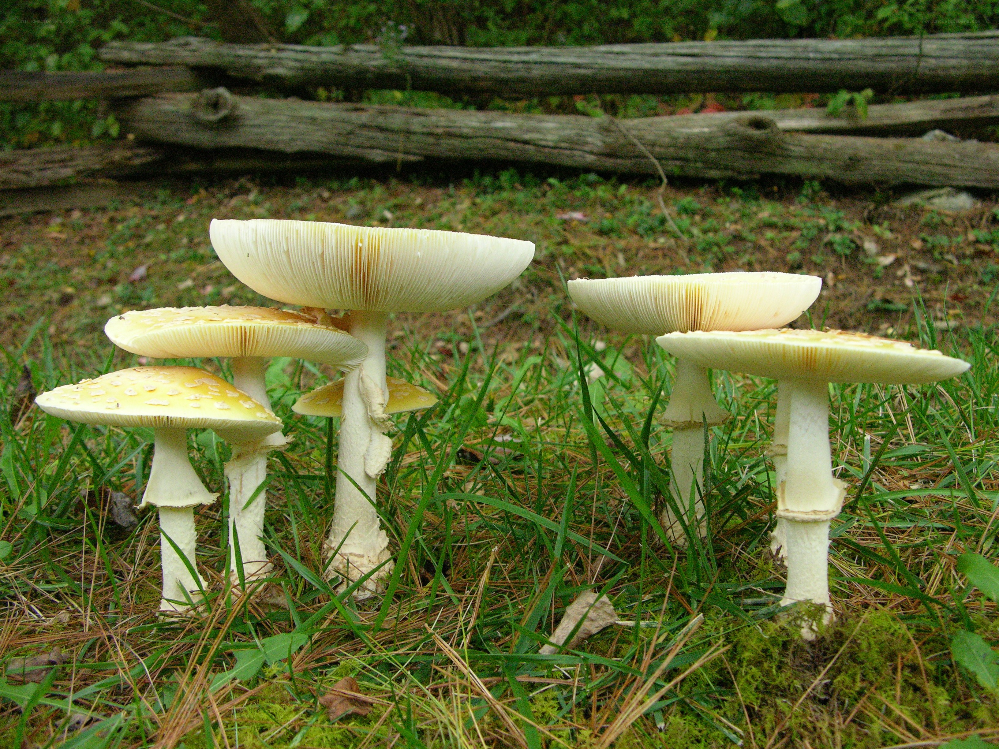 mushrooms in a grassy field