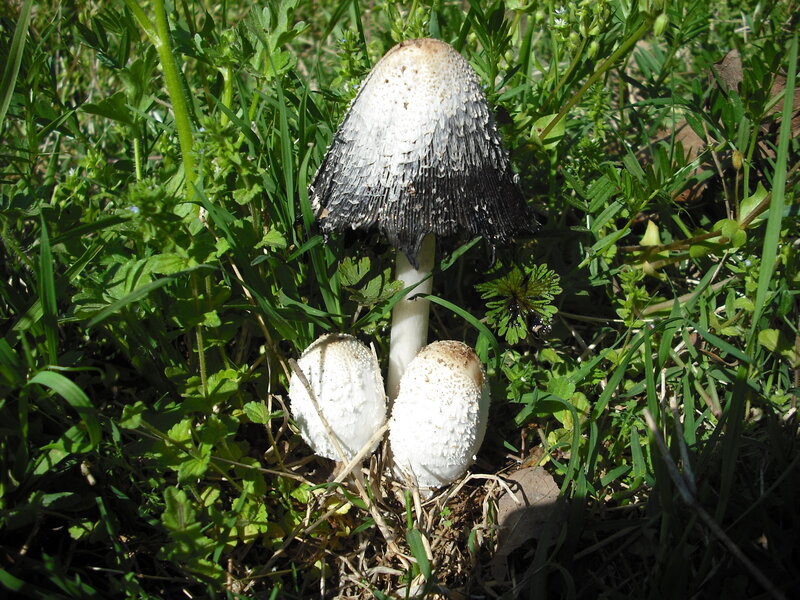 mushrooms in a grassy field