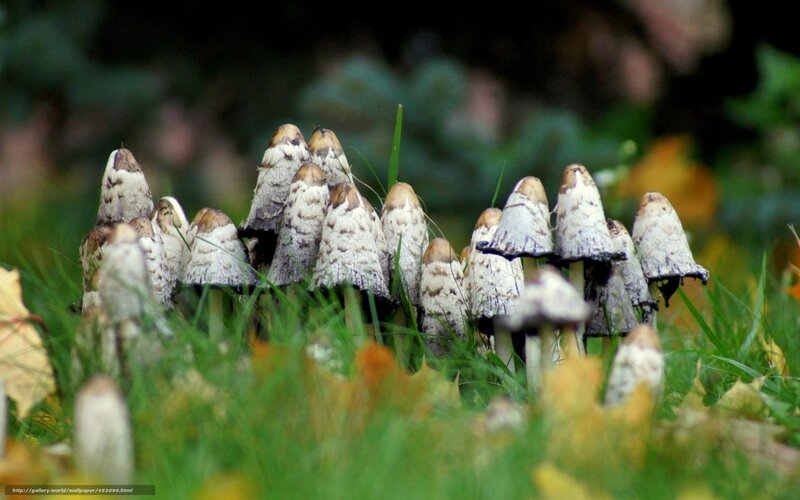 mushrooms in a grassy field