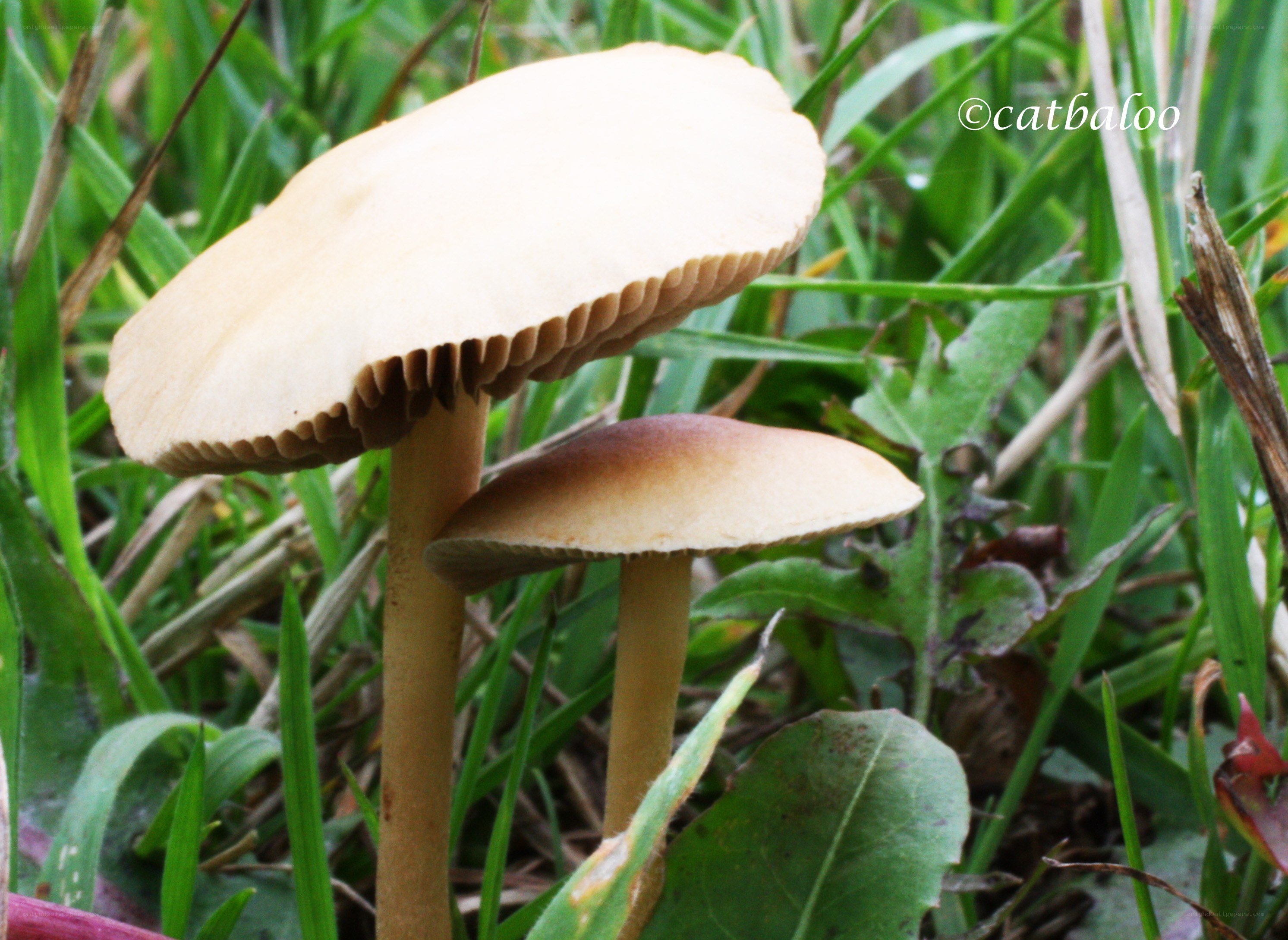 Mushrooms in a grassy field