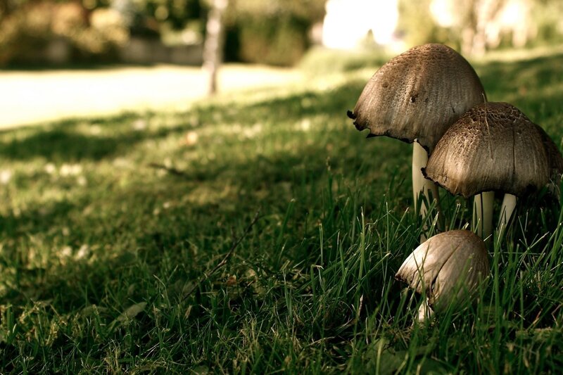 Mushrooms in a grassy field