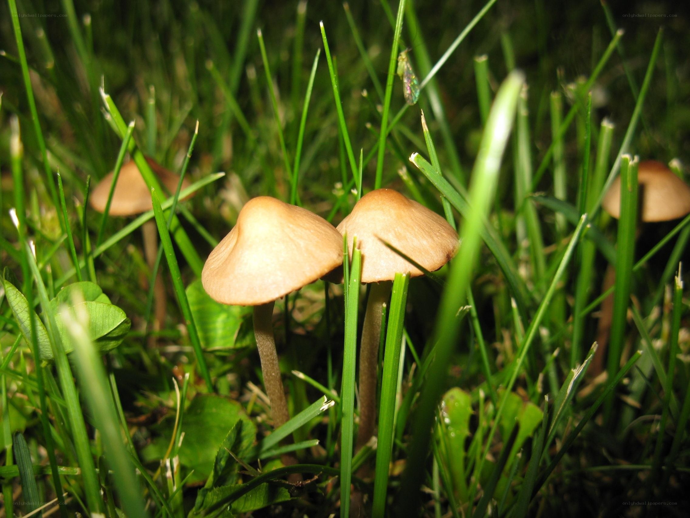 Mushrooms in a grassy field