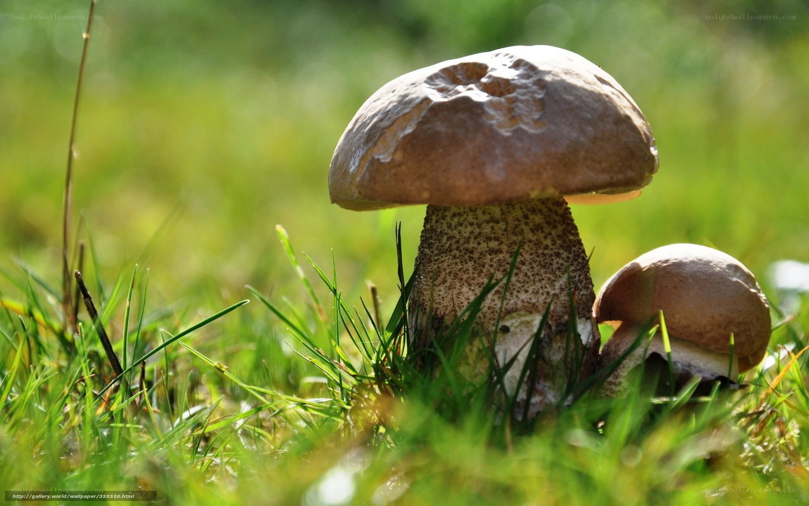 Mushrooms in a grassy field