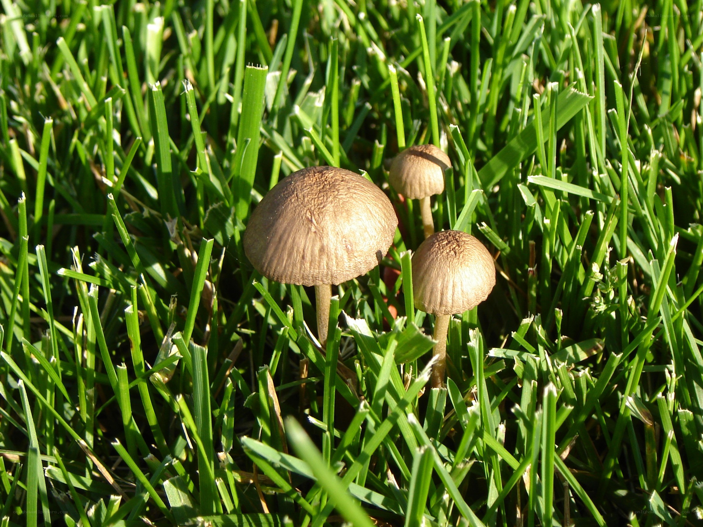 Mushrooms in a grassy lawn