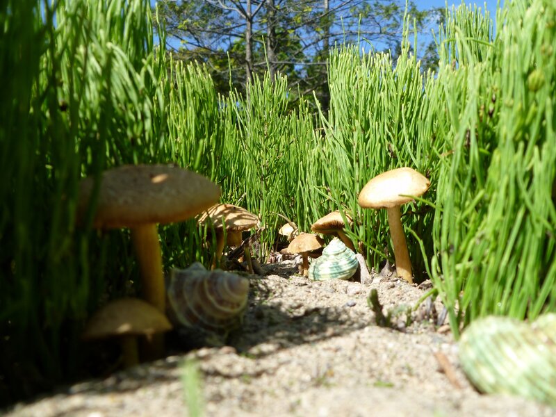 Mushrooms in a grassy patch