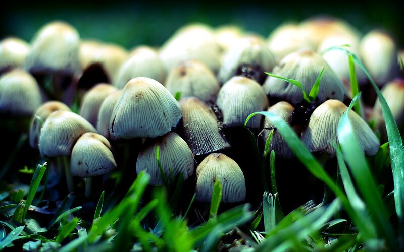 mushrooms in a grassy patch