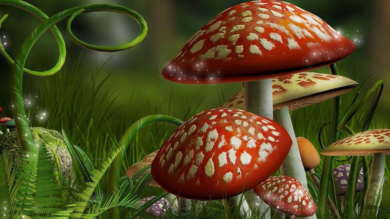 mushrooms in a magical forest