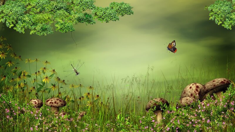Mushrooms in a Meadow