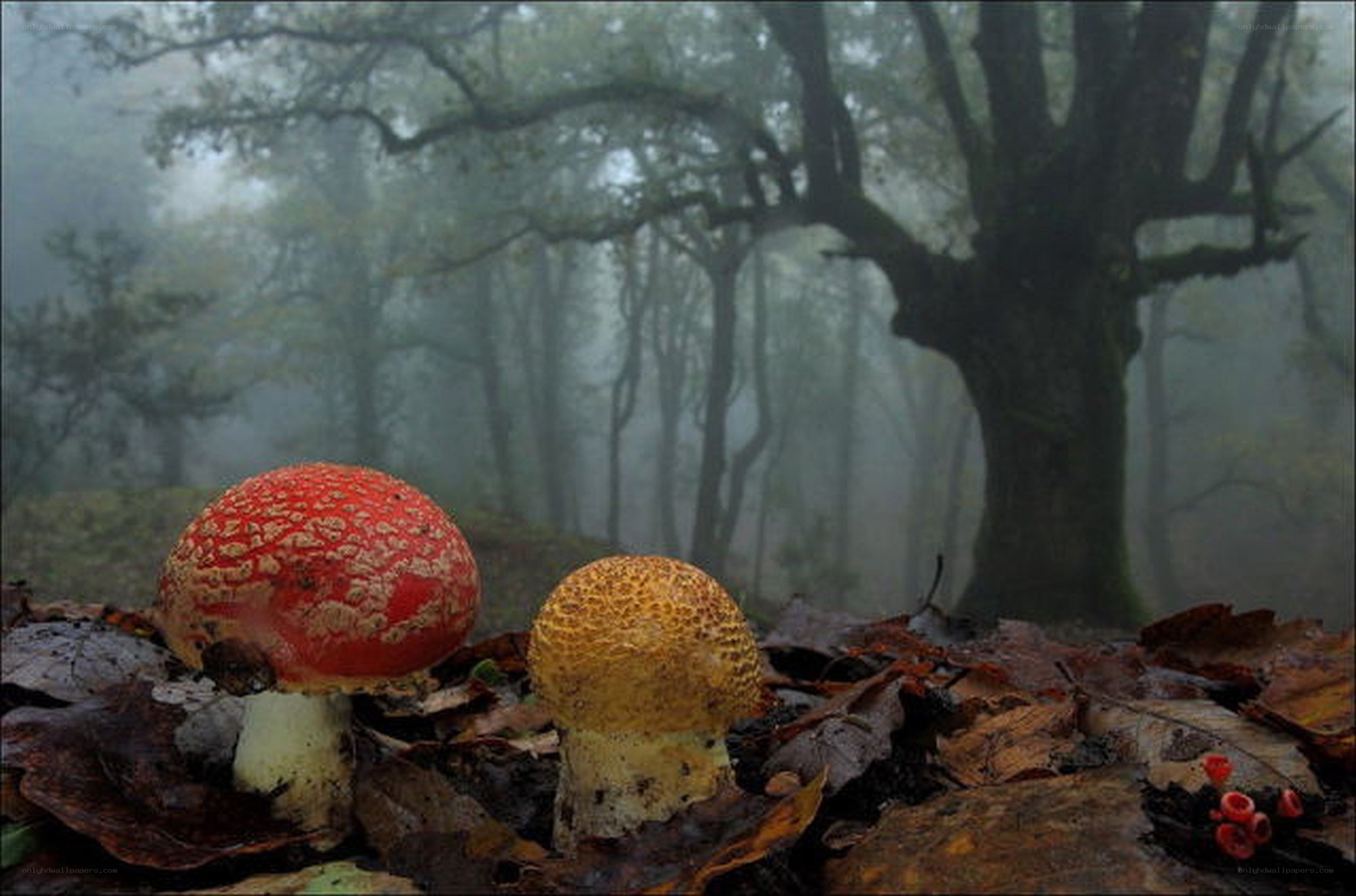 Mushrooms in a misty forest