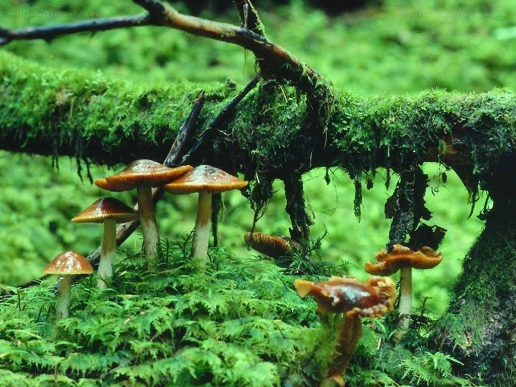 Mushrooms in a mossy forest